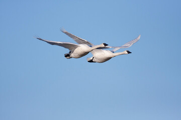 Pair of Trumpeter Swans in Flight, Blue sky background. Victoria, British Columbia, Canada