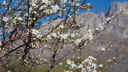 blossoming tree