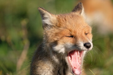 moaning little fox