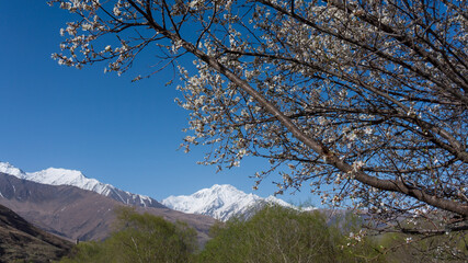 a blossoming tree at the mountain