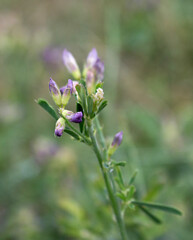 Purple mouse pea flowers on a natural blurred background
