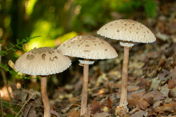 Details of Macrolepiota procera mushroom (snake's hat or snake's sponge) growing in the forest , It is a common species of the parasol mushroom. It is found solitary or in groups. Wild nature 