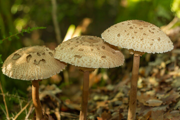 Details of Macrolepiota procera mushroom (snake's hat or snake's sponge) growing in the forest , It is a common species of the parasol mushroom. It is found solitary or in groups. Wild nature 
