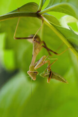 Curious praying Mantis feeding on the underside of a grape leaf in the summertime