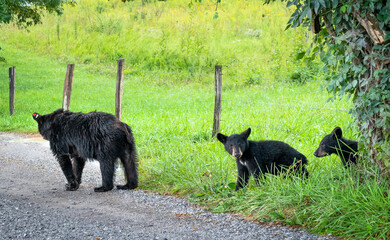 Black Bear cubs and mama black bear at Cades Cove Wildlife refuge in Tennessee.