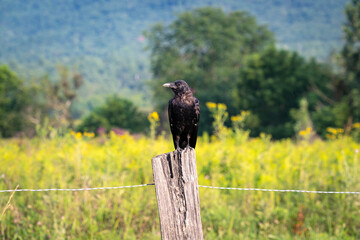 American Crow sitting on fence post at Cades Cove Wildlife Refuge in Cades Cove Tennessee.
