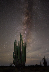 cactus at night