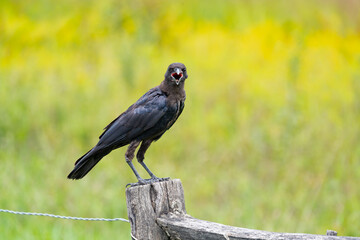 Black Bird at Cades Cove Wildlife Refuge in Tennessee.