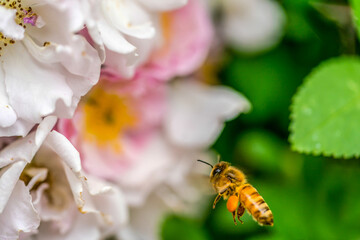 A Chinese bee in search of nectar