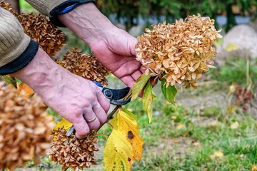 Poster Pruning of dried flowers in the autumn garden. A gardener cuts a perennial hydrangea bush in his garden during the autumn season. © pavasaris