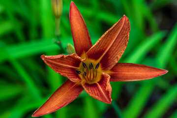 Freshly Bloomed Lily