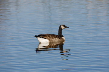 wild goose on the water