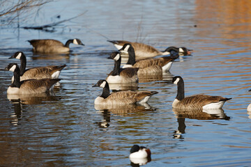 Canadian geese on the water