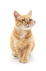Cat with glasses.