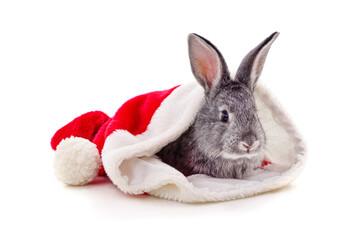 Fototapeta na wymiar Rabbit in a Christmas hat.
