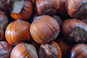 Hazelnuts in the shell. Round filbert, ripe fruit of a Corylus avellana hazel shrubs.