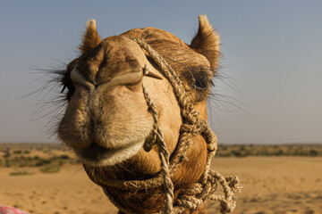 Close up of a camel face in desert in Rajasthan, India