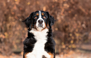 dog bernese mountain dog in autumn park