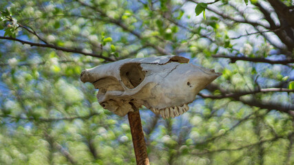 a skull among the trees