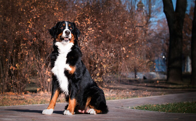 dog bernese mountain dog in autumn park