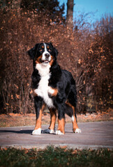 dog bernese mountain dog in autumn park