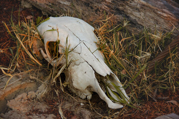 Ox, bull, cow skull head lying on the grass