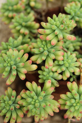 Fototapeta premium Sedum Rubrotinctum succulent plant in the garden