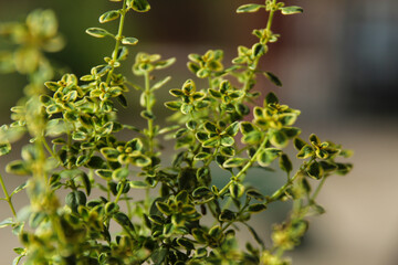 Thymus Citriodorus plant in the garden