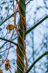 climbing plant slung around a small tree in autmn