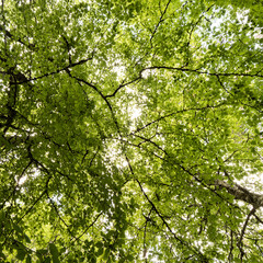 Hojas de haya recortadas en el cielo