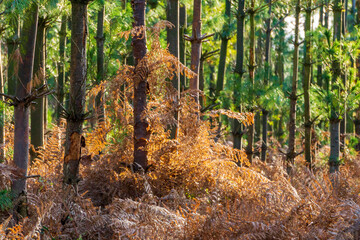 forest in the autumn on a sunny day 