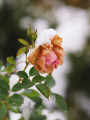 Zamrożona róża w śniegu w zimę