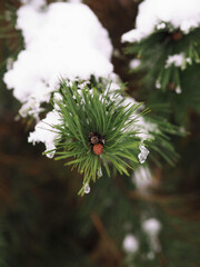Zimowa gałąź sosny w śniegu © Dominika