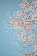 Zimowe niebo w grudniu  © Dominika