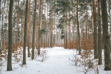 Zimowy krajobraz w lesie w śniegu  - obrazy, fototapety, plakaty