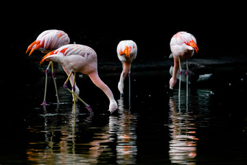 pink flamingo in water