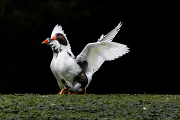 white goose