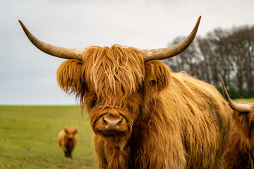 Portrait of a Scottish highland cow with horns