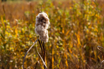 Lato w Dolinie Narwi i Biebrzy, Podlasie, Polska © podlaski49