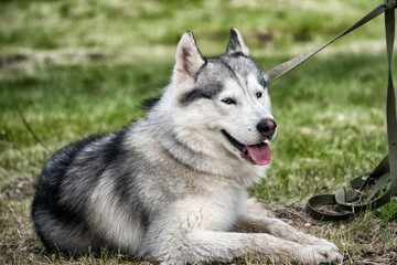 A beautiful husky dog having rest in a forest.