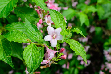 Close up of vivid pink Weigela florida plant with flowers in full bloom in a garden in a sunny spring day, beautiful outdoor floral background photographed with soft focus.
