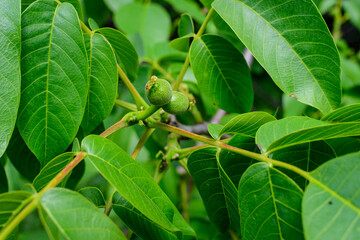 Delicate small vivid green walnut and large leaves in tree, in direct sunlight in a garden in a sunny summer day, beautiful outdoor floral background photographed with soft focus.
