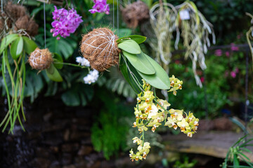 Hanging indoor plants. Yellow and pink orchids in kokedama or moss ball. The concept of growing exotic plants