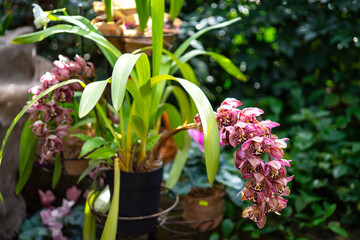 Obraz premium Indoor pink spotted orchid in a flower pot in greenhouse or nursery. The concept of growing exotic plants