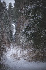 Moody landscape with footpath and pine trees covered with fresh fallen snow in winter forest on cold gloomy evening