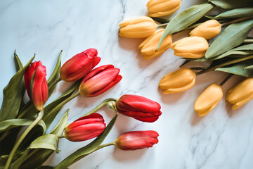 Tulipany w dwóch kolorach 