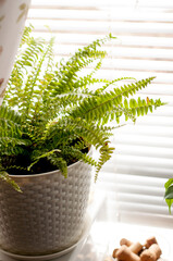 potted indoor fern on the background of blinds