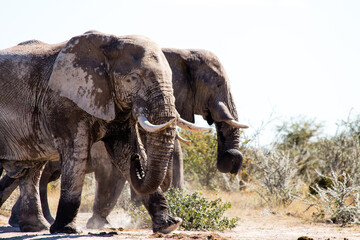 Fototapeta premium Botswana Elephants