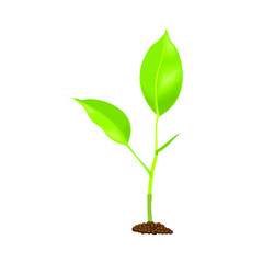 Young plant isolated on a white background