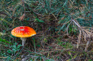 Red mushroom fly agaric in coniferous forest